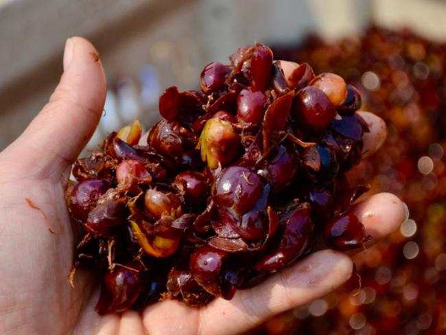 The coffee fruit.