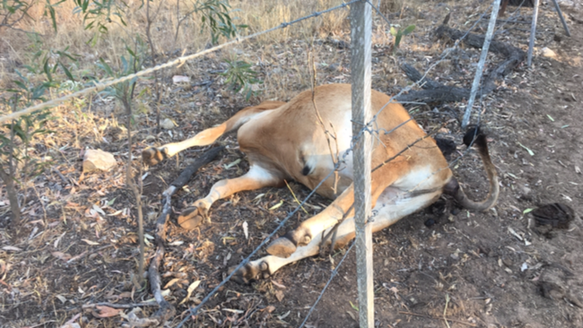 A mutilated cow on Mick and Judy Cook’s property.