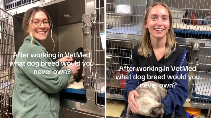 Vet employees dish on the popular dog breeds they would never own