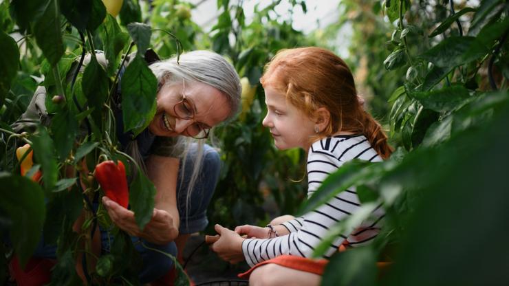 Grandmother and granddaughter in summer enjoy harvesting vegetables from home organic vegetable garden.