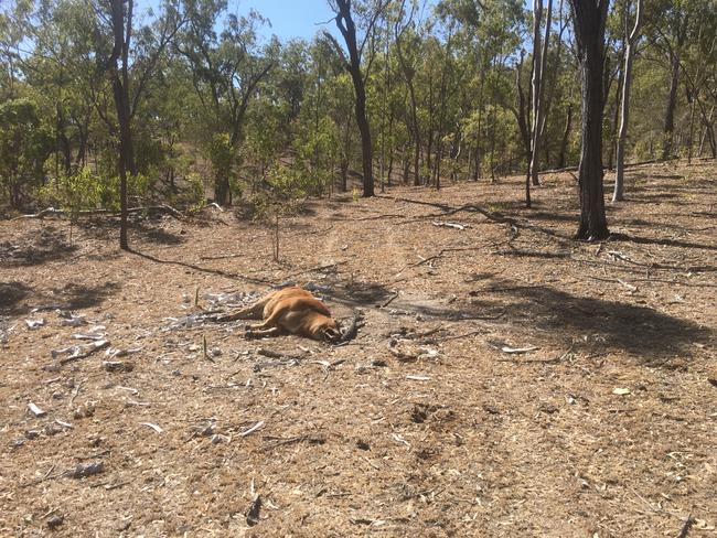 A mutilated cow on Mick and Judy’s property.